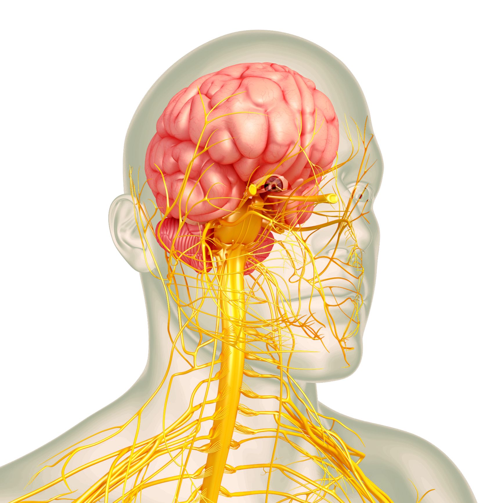 Indicaciones HBTC-RFA