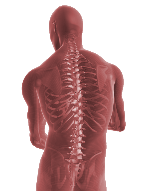 ESCOLIOSIS DENTAL, CRANEAL Y VERTEBRAL