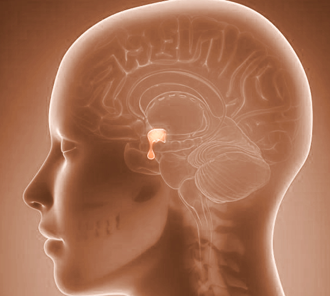 hipotalamo-clinicadentalmorenocabello